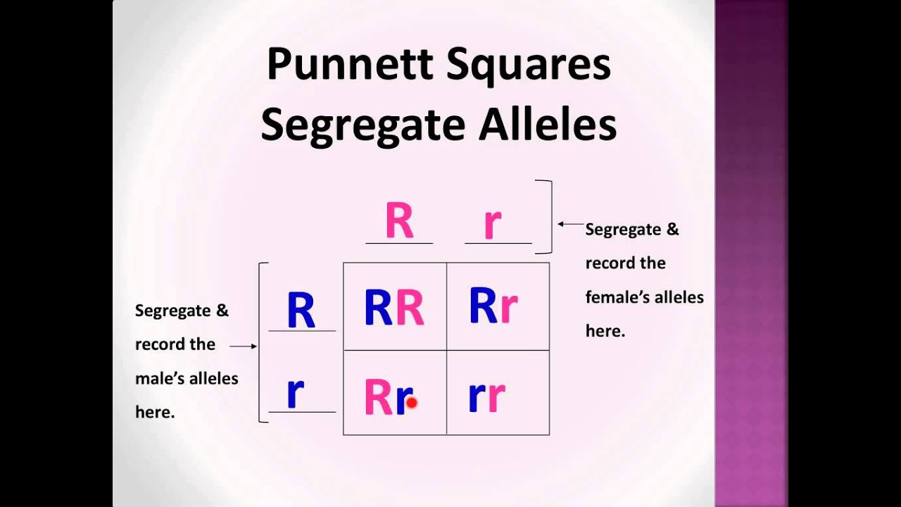 What is the Genotype of the F1 Generation? Simple Guide