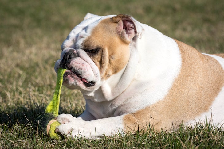 Is It Safe to Let My Dog Play with Regular Tennis Balls