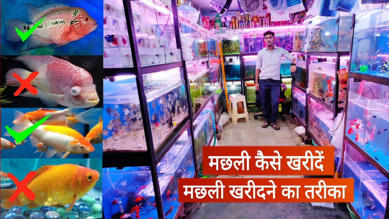 सस्ते में मौली मछली ऑनलाइन शॉपिंग कैसे करें? (5 टिप्स)