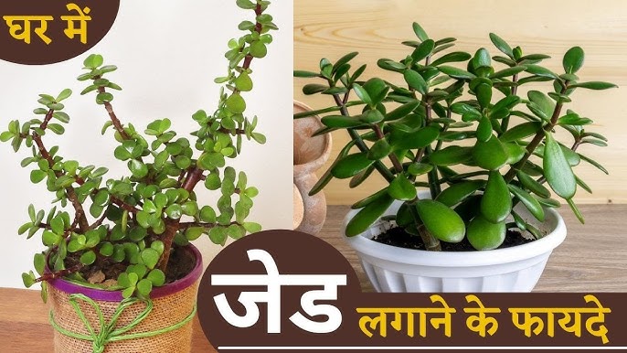 Jadenet के फायदे और नुकसान (क्या यह आपके लिए सही है?)