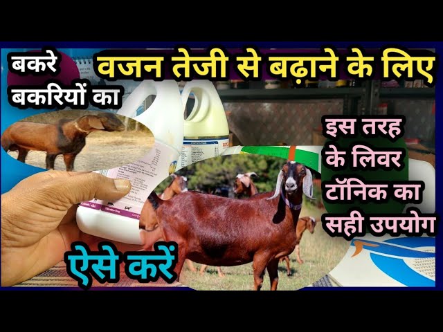 goat f कैसे करें इस्तेमाल? आसान तरीका