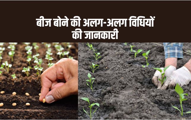 क्लॉज सीड्स क्या हैं? (जानिए बीज बोने के आसान तरीके)