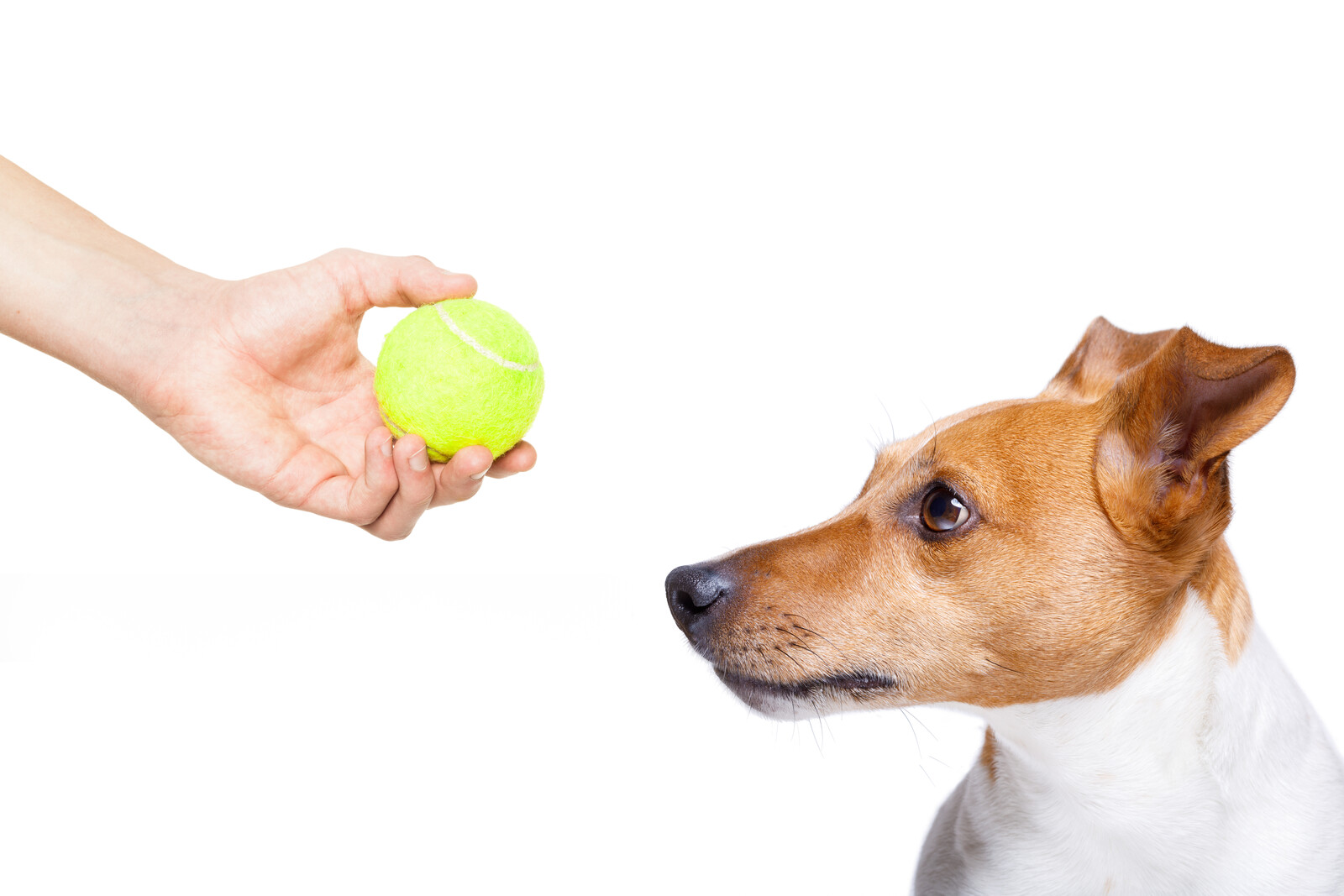 Is It Safe to Let My Dog Play with Regular Tennis Balls