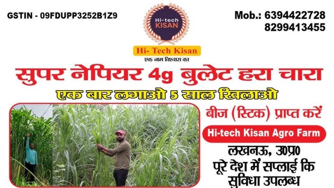 Super Napier घास कहां से खरीदें (विश्वसनीय विक्रेताओं की सूची)