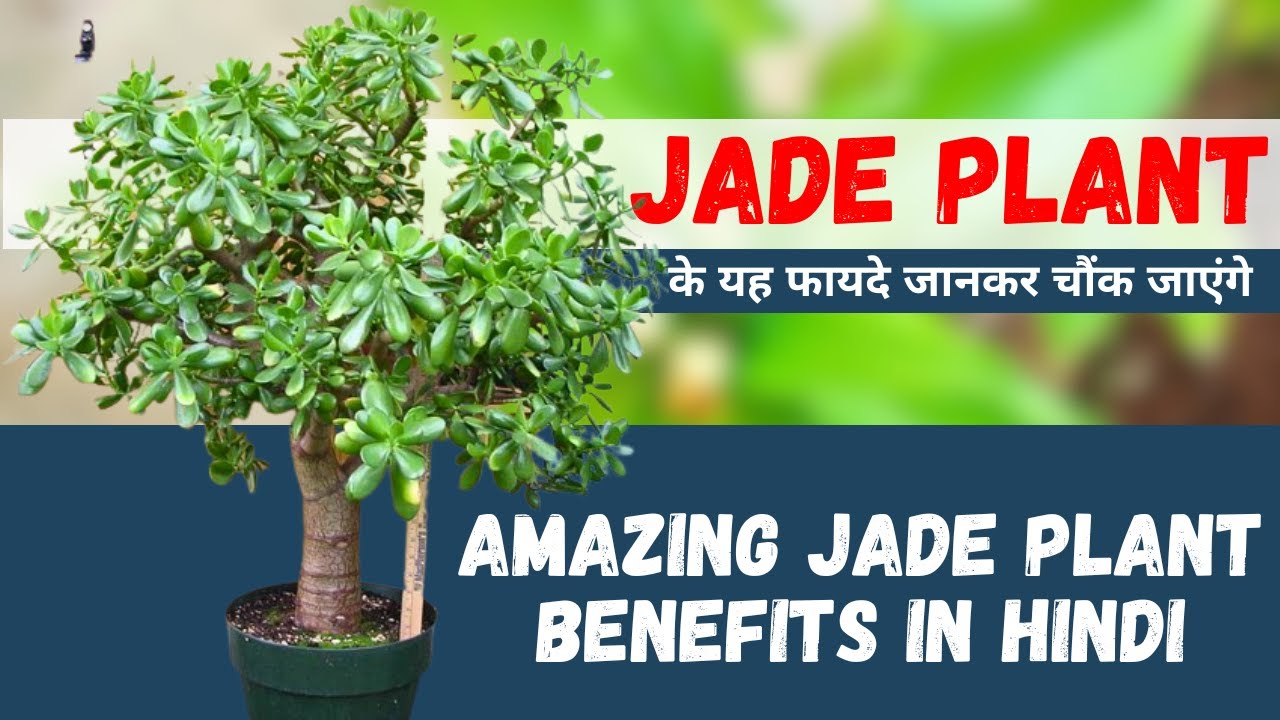 Jadenet के फायदे और नुकसान (क्या यह आपके लिए सही है?)