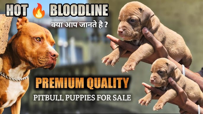 रेड बुल डॉग प्राइस इन इंडिया: जानिए सभी ब्रीड्स का रेट!