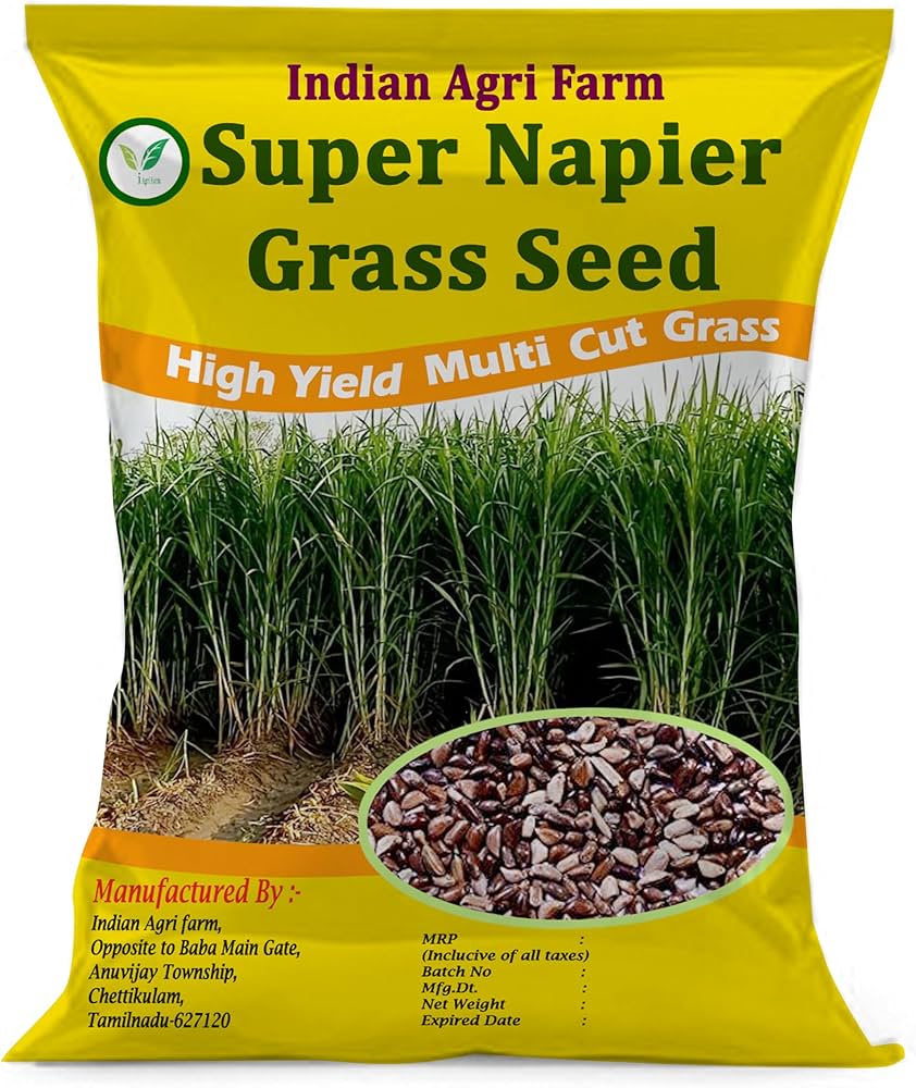 Super Napier घास कहां से खरीदें (विश्वसनीय विक्रेताओं की सूची)