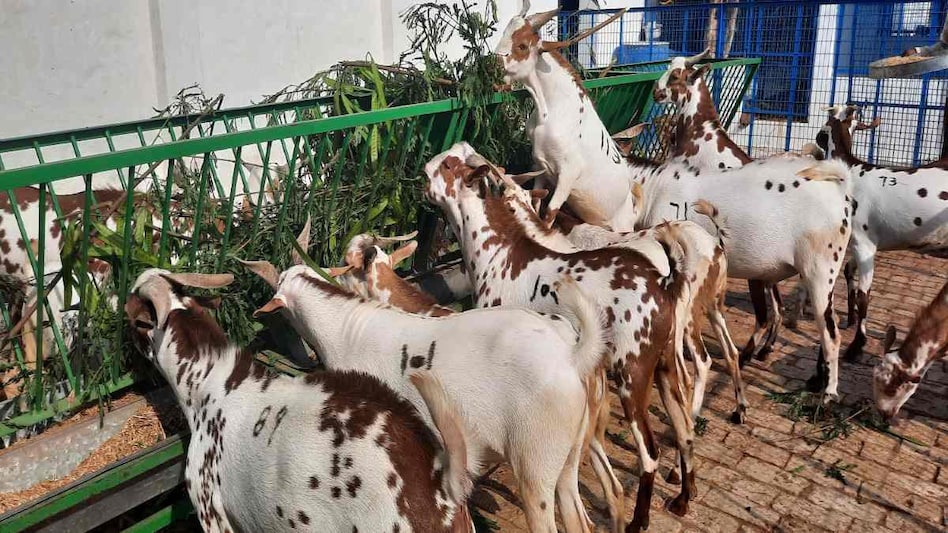 goat f कैसे करें इस्तेमाल? आसान तरीका