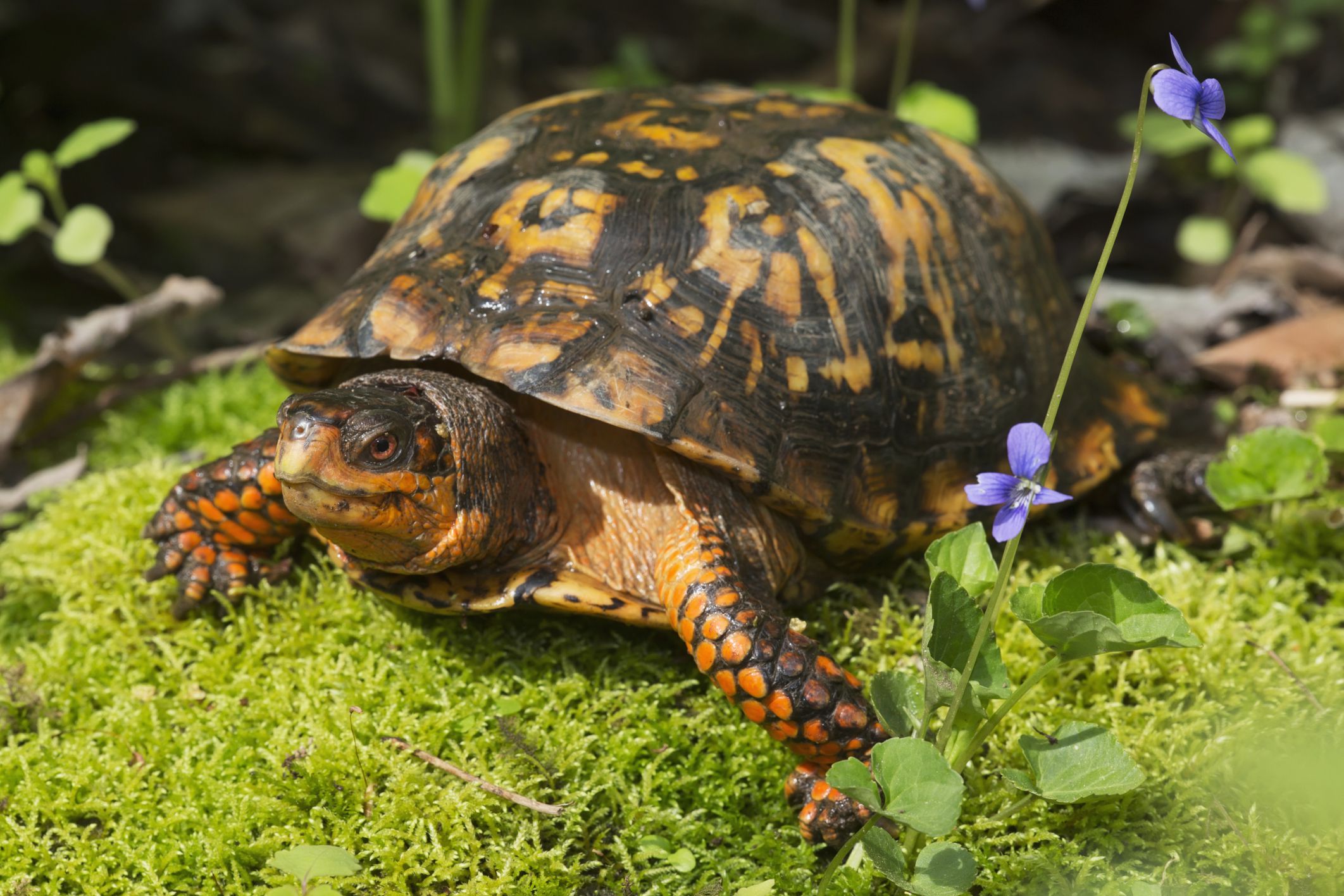 What Does Boxing Turtles Eat? Learn What They Need Daily!